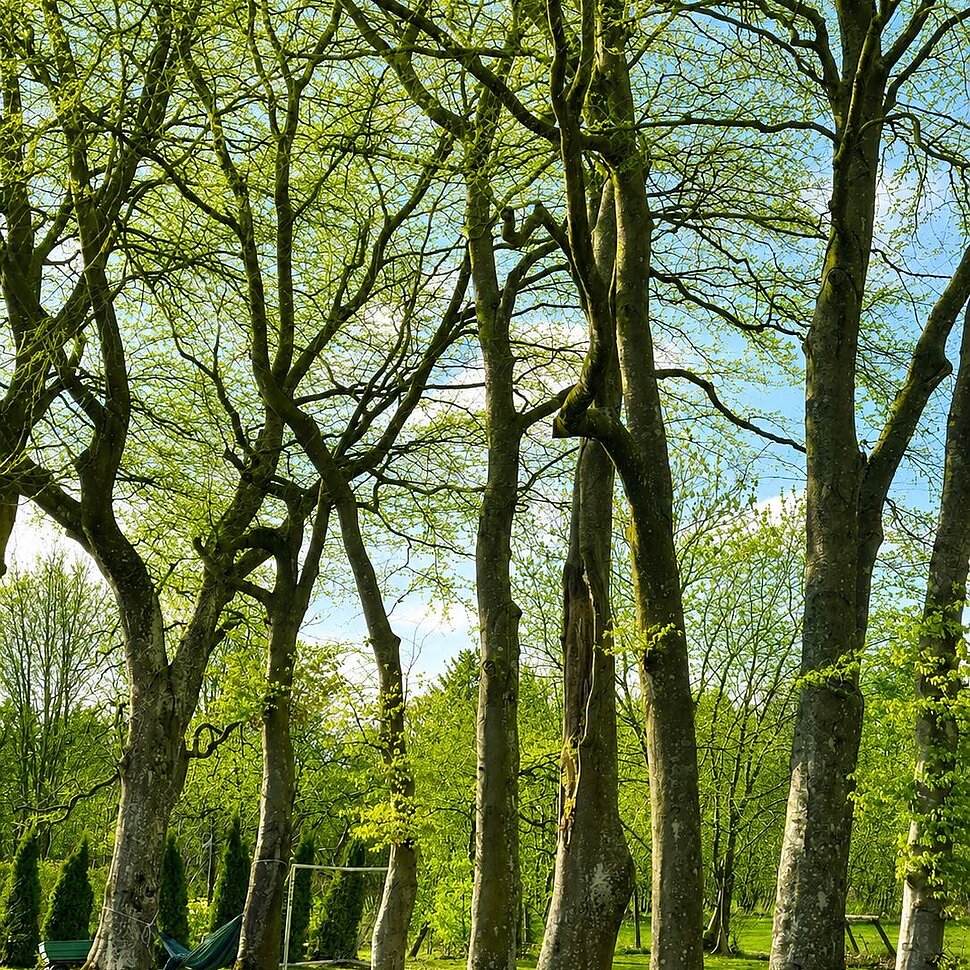In einem Park stehen hohe Bäume mit hellgrünen Blättern. Zwischen zwei Bäumen ist eine Hängematte gespannt, und auf dem Rasen daneben steht ein schwarzer Stuhl. Unter einem strahlend blauen Himmel fällt Sonnenlicht durch die Äste.